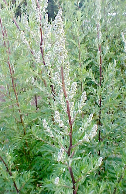 Common Mugwort mature plant