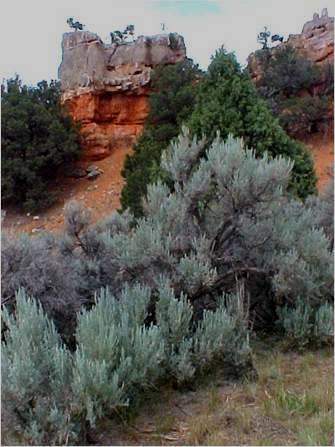01_Common Sagebrush shrubs