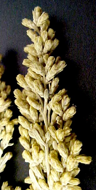 Common Sagebrush flowers