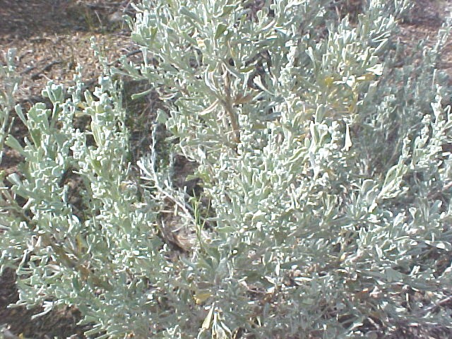 Common Sagebrush foliage