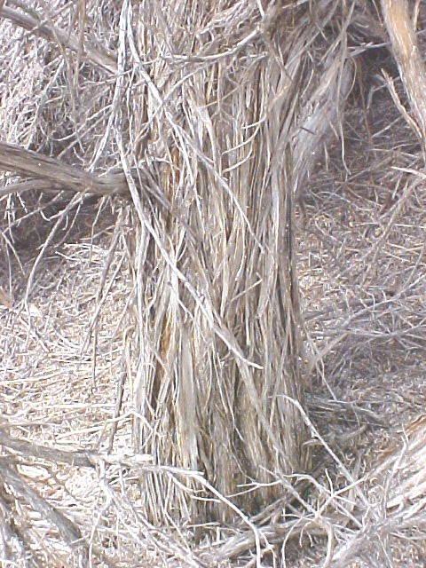 Common Sagebrush trunk