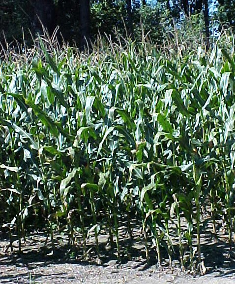01_Corn stalks