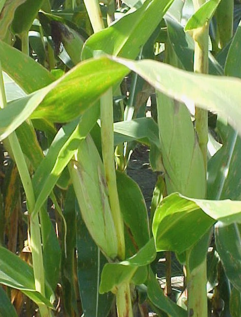 Corn ears on stalks