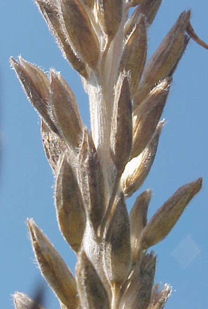 Corn male flowers