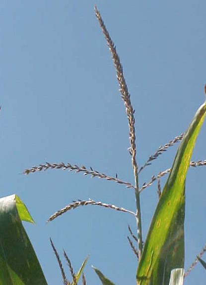 Corn tassel
