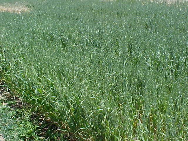 01_Cultivated Oat field