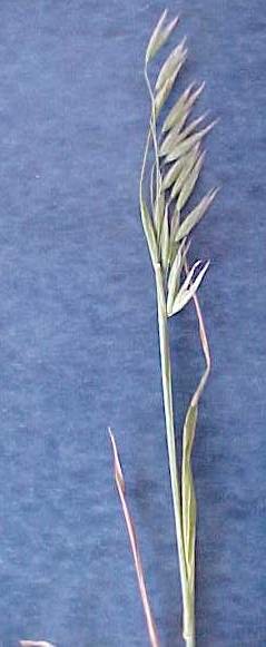 Cultivated Oat flowering stalk