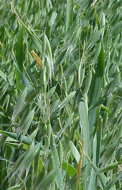 Cultivated Oat mature plant