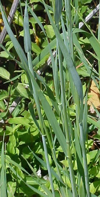 01_Cultivated Rye foliage