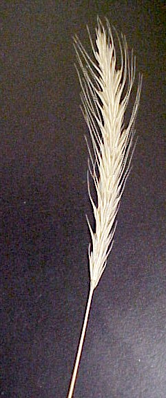 Cultivated Rye