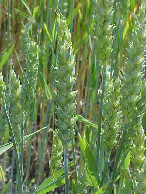 01_Cultivated Wheat seed heads