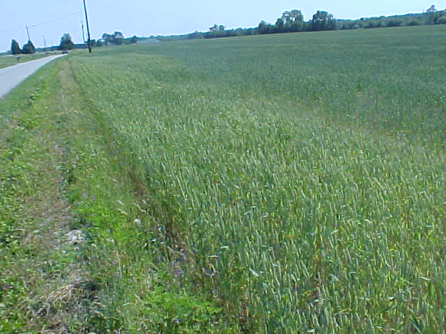 Cultivated Wheat field