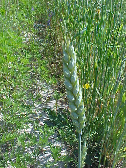 Cultivated Wheat head and plants