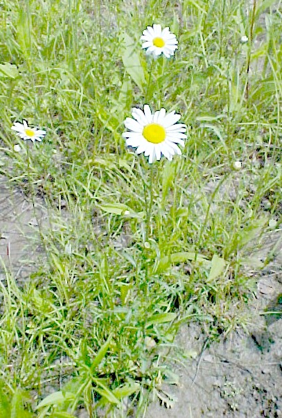 01_Ox-Eye Daisy plants