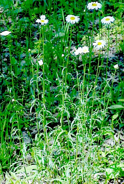 Ox-Eye Daisy clump