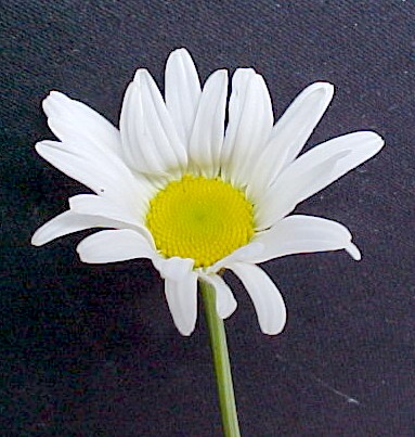Ox-Eye Daisy flower head
