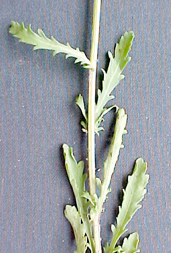 Ox-Eye Daisy leaves