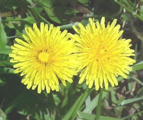 01_Dandelion flower heads