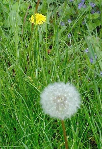 Dandelion flower head and seeds