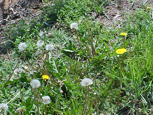 Dandelion plants