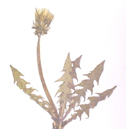 Dandelion pressed plant
