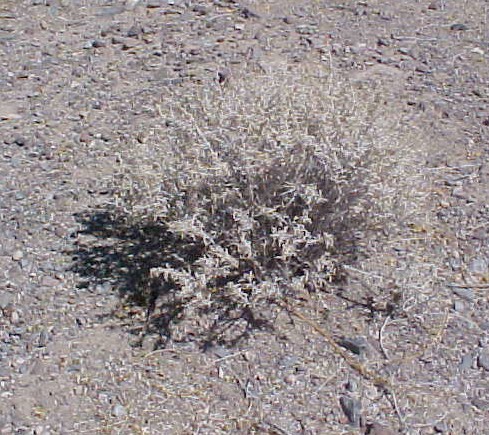 01_Desert Ragweed mature shrub