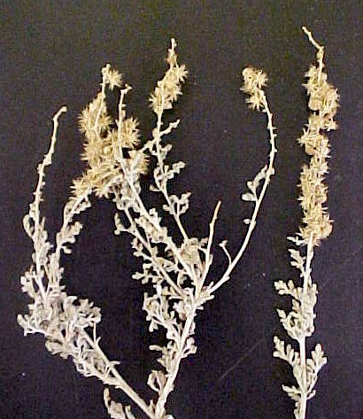 Desert Ragweed plants