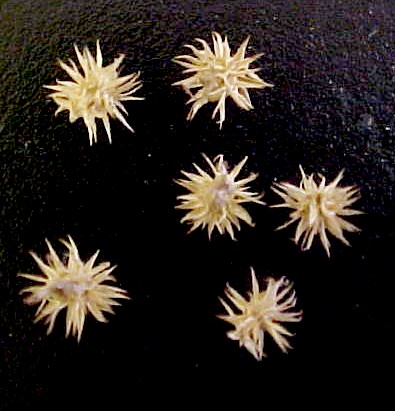 Desert Ragweed seeds
