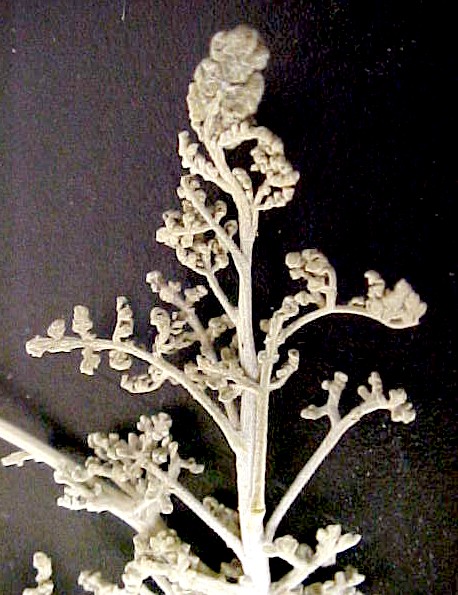 Desert Ragweed young shoot