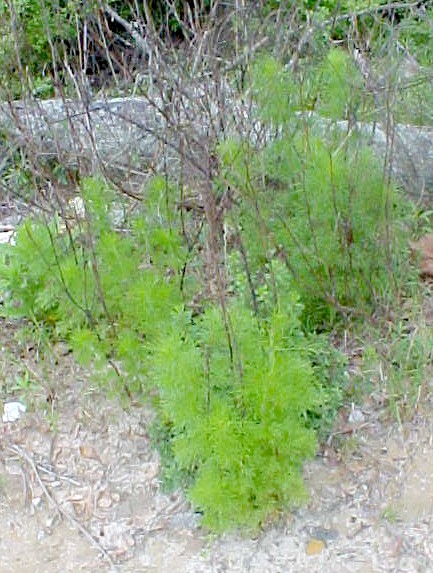 01_Dog Fennel young plant