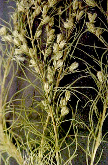Dog Fennel detail