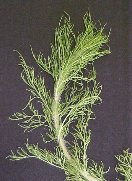 Dog Fennel immature