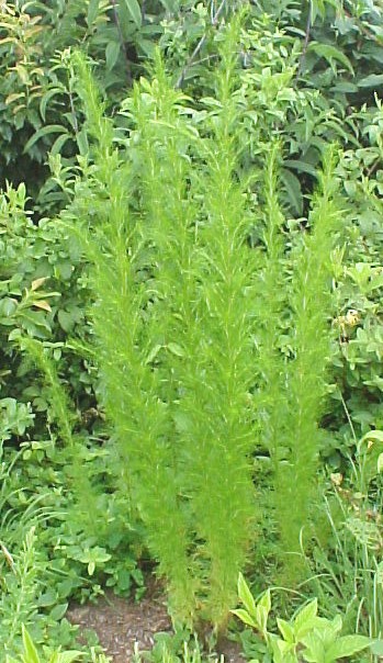 Dog Fennel plant cluster