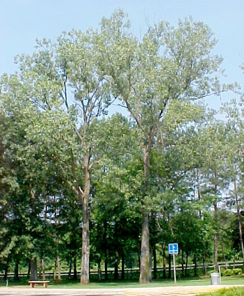 01_Eastern Cottonwood tree