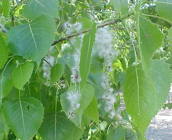 Eastern Cottonwood fruiting twig