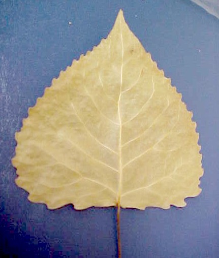 Eastern Cottonwood leaf