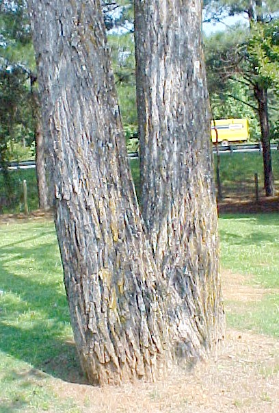Eastern Cottonwood trunk