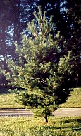 01_Eastern White Pine sapling