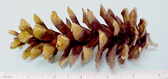 Eastern White Pine cone