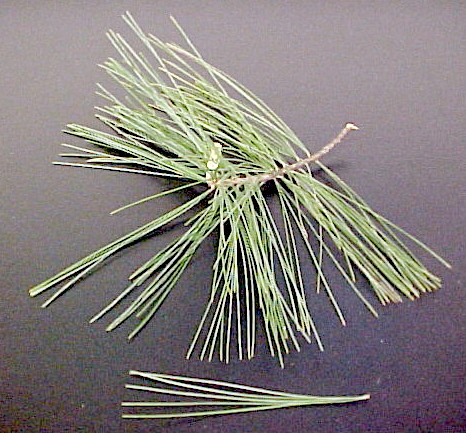 Eastern White Pine foliage