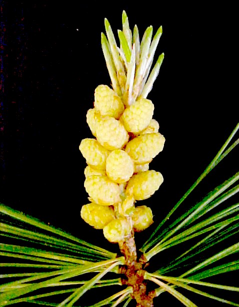 Eastern White Pine male flowers