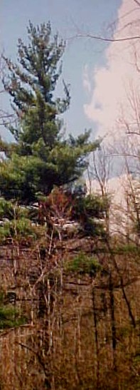 Eastern White Pine mature tree