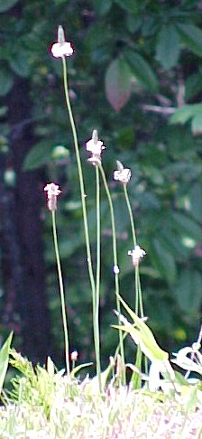 English Plantain bloom