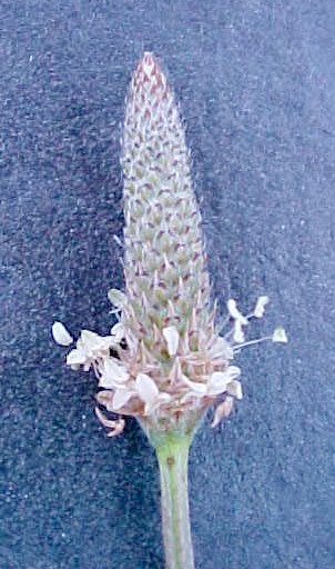 English Plantain flowers