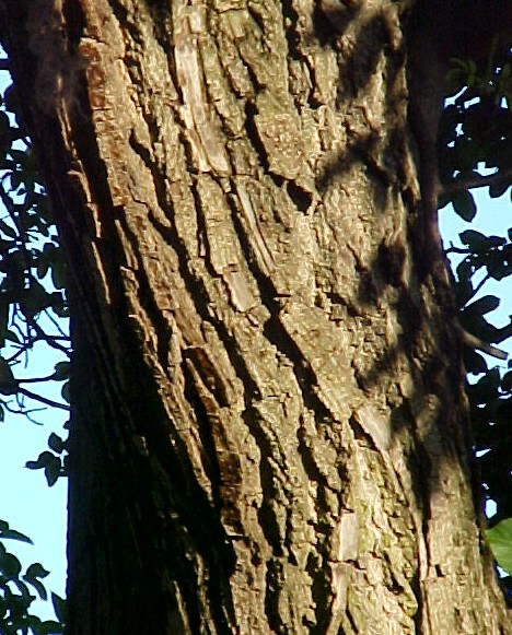English Walnut bark