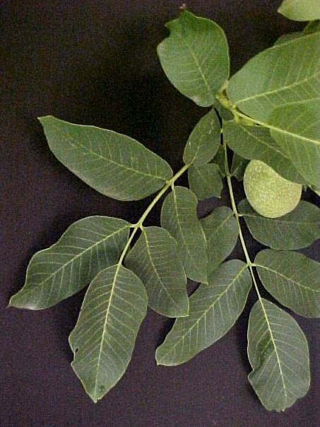 English Walnut foliage and fruit