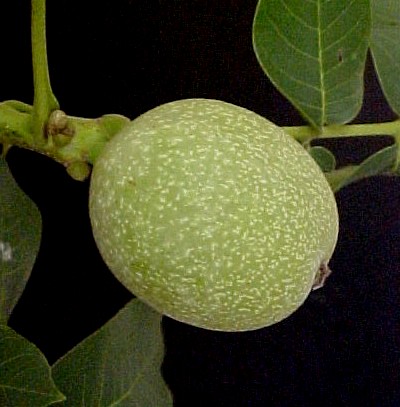 English Walnut fruit