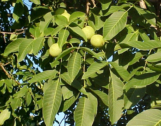 English Walnut fruiting branches
