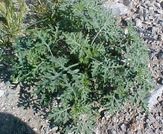 01_False Ragweed young plant