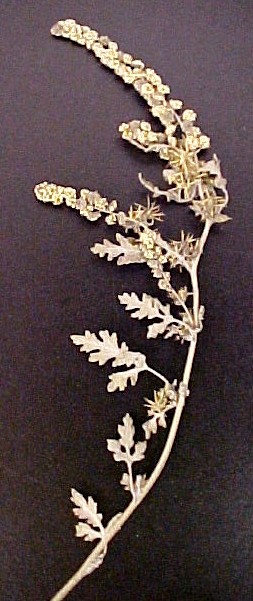False Ragweed branch